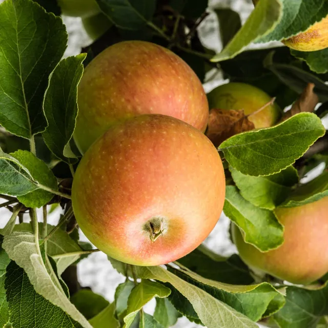 Bakker Pommier Cox Orange arbre fruitier motte gobelet 2 ans