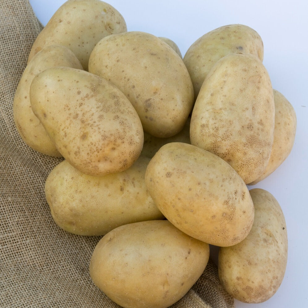 Bakker Potager Mona Lisa pomme de terre 25 plants 28-35mm fondante