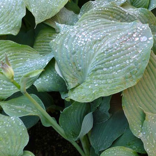 Bakker Hosta Blue Angel funkia bleu pot Ø9cm