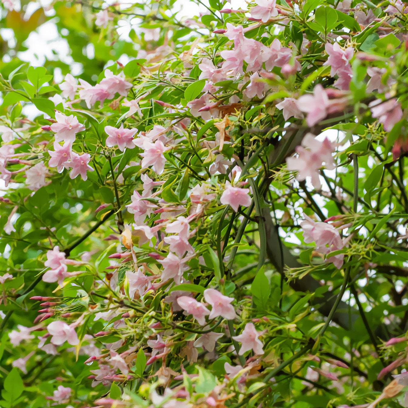 Bakker Jasmin stéphanois grimpant 1,5L rose parfumé lot 2