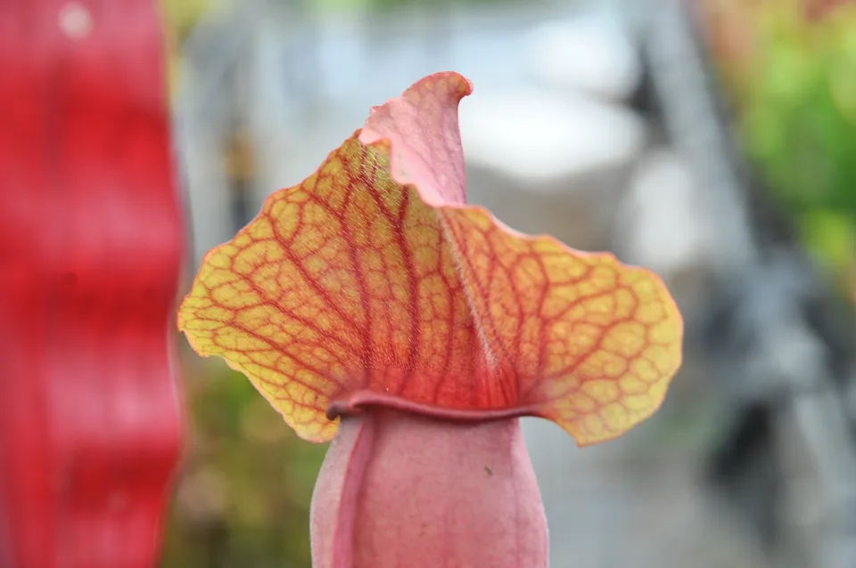 Carniflore Sarracenia exornata plante carnivore pot 11 cm