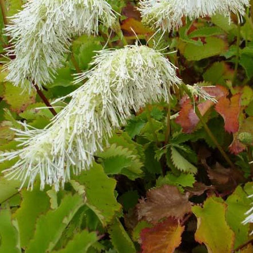 Bakker Pimprenelle Blanche Sanguisorbe plante vivace pot 9cm fleur blanche