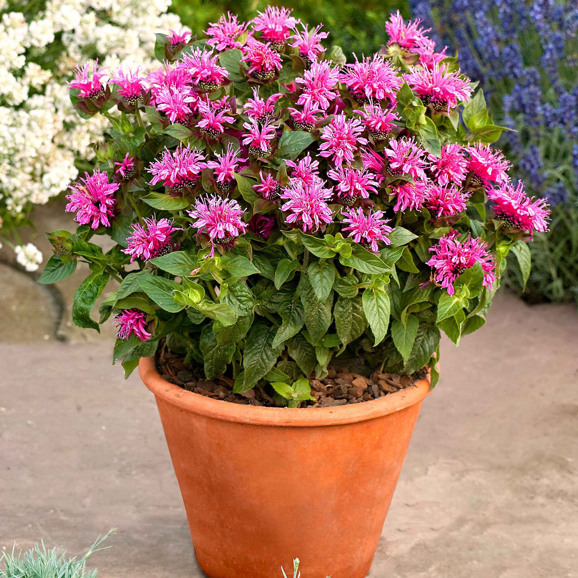 Bakker Monarde Cranberry Lace vivace pot Ø9 cm