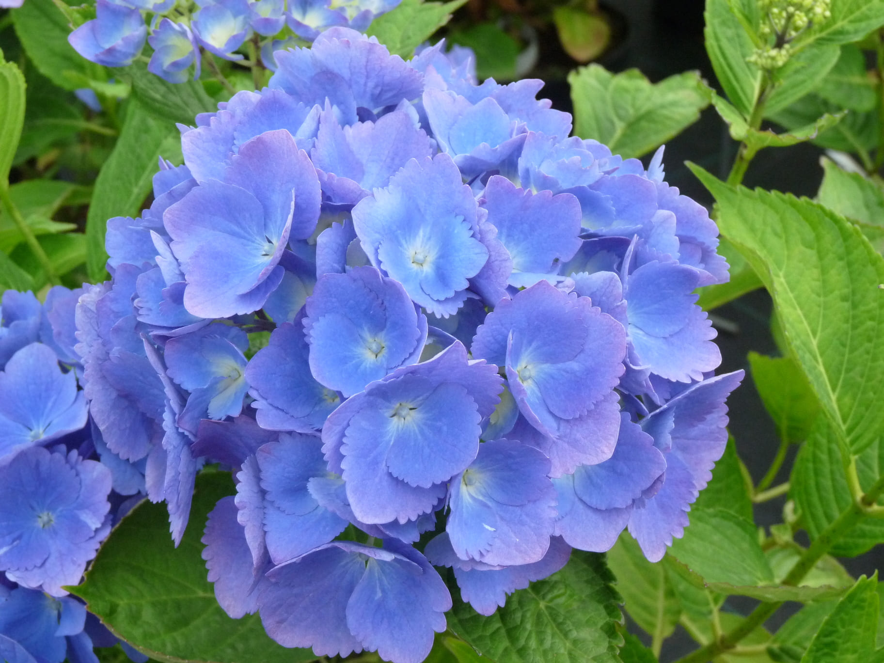 Les Hortensias du Haut Bois Universal hortensia macrophylla godet