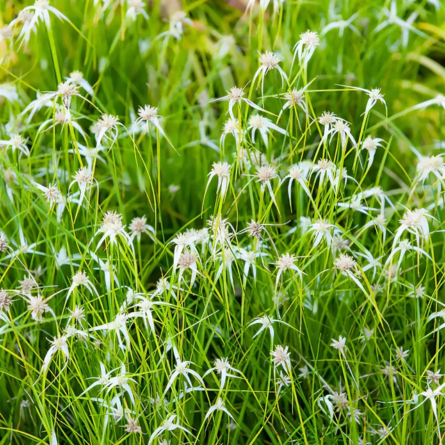 Bakker Herbe étoilée plante de bassin pot 9cm blanche