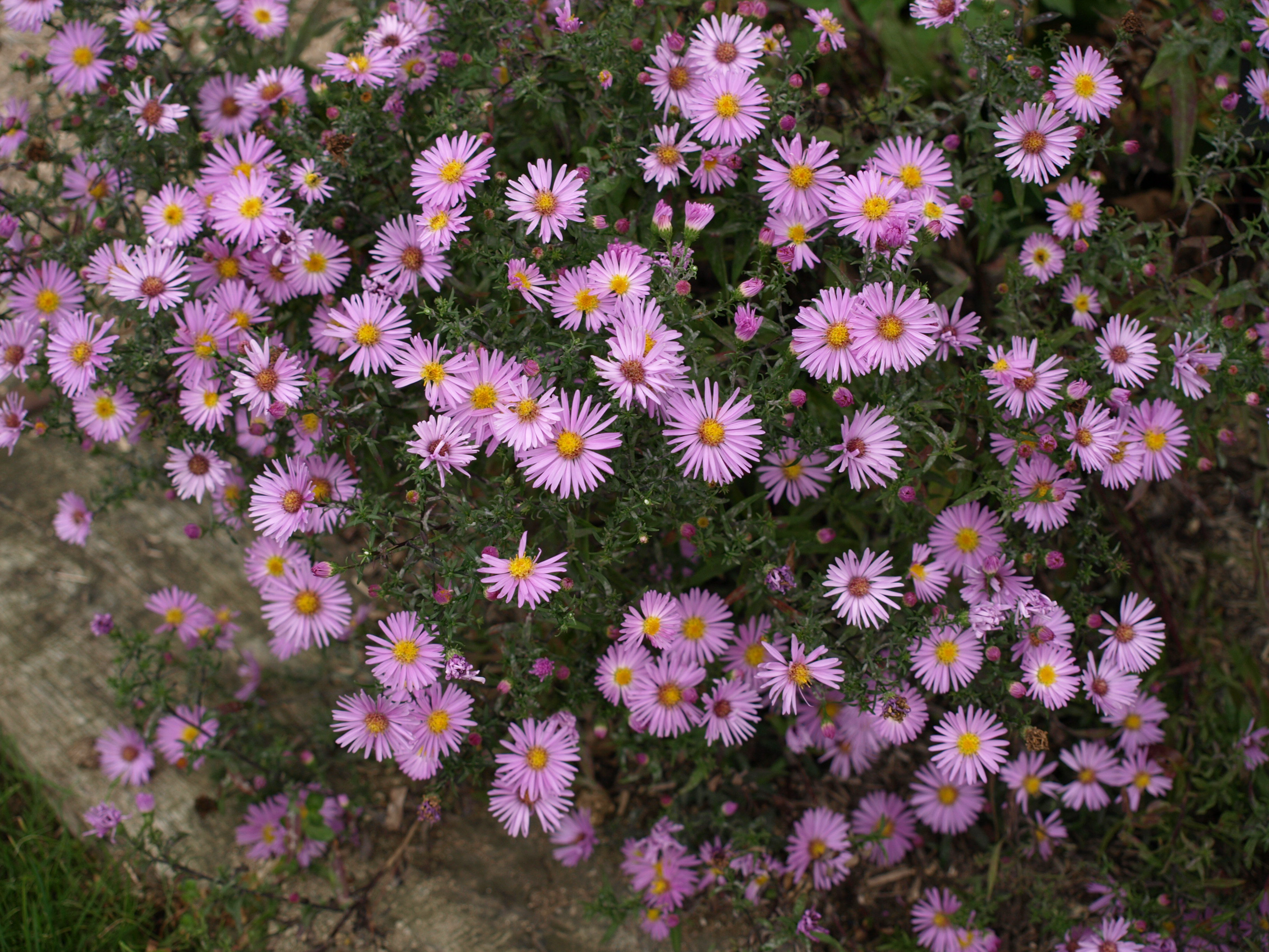Passion Vivaces Aster dumosus Peter Harrisson plante godet rose