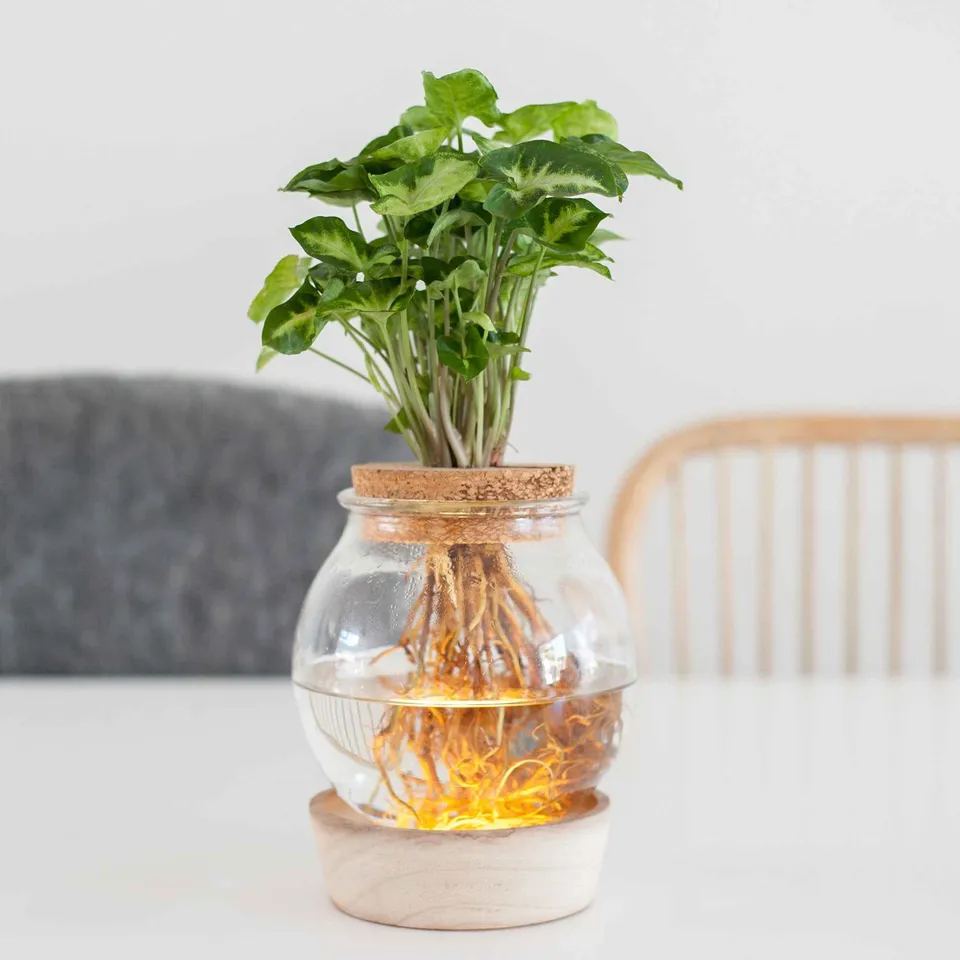 Bakker Plantes d'intérieur Syngonium ampoule vase LED kit