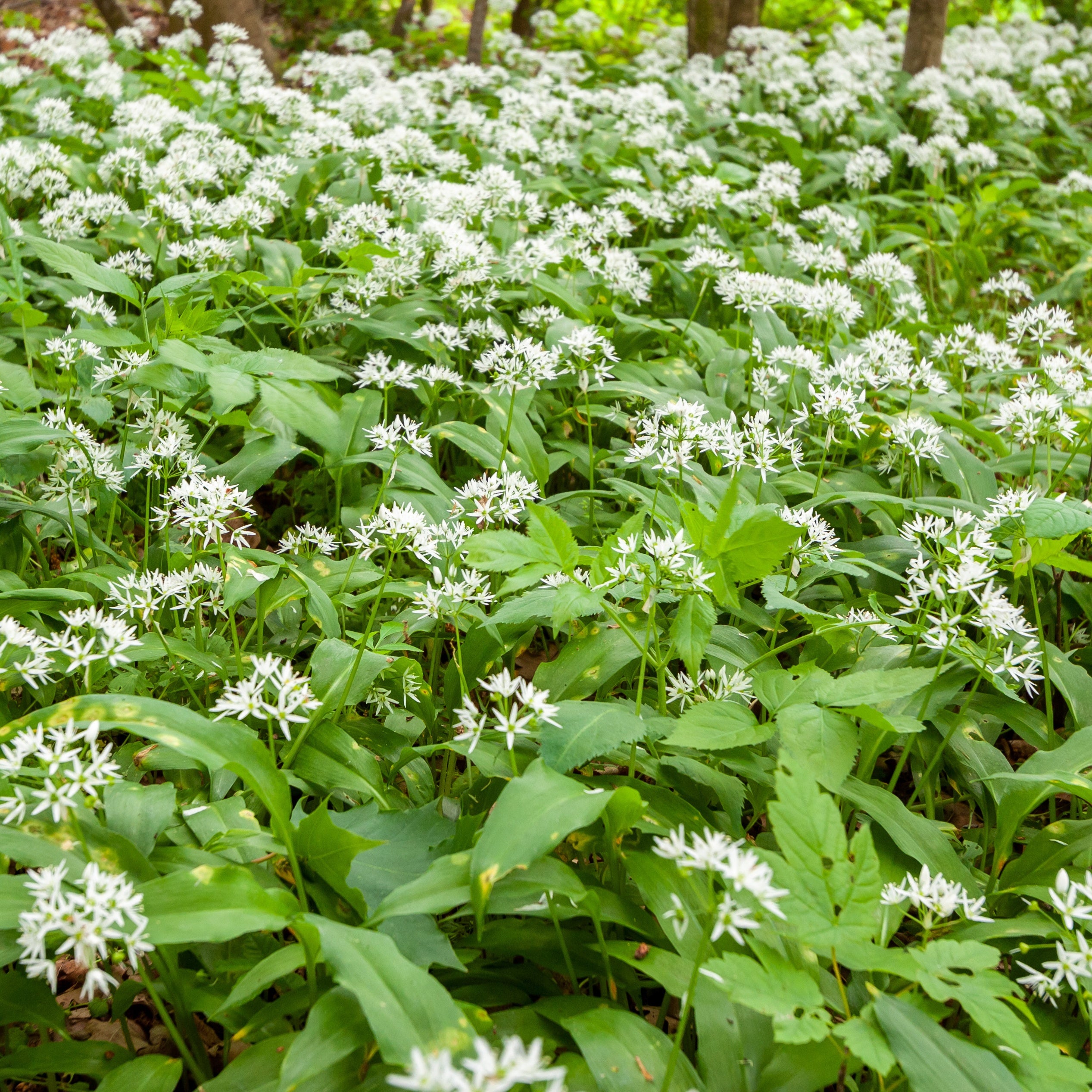 Bakker Ail des Ours plante potagère plant 13cm feuilles fraîches