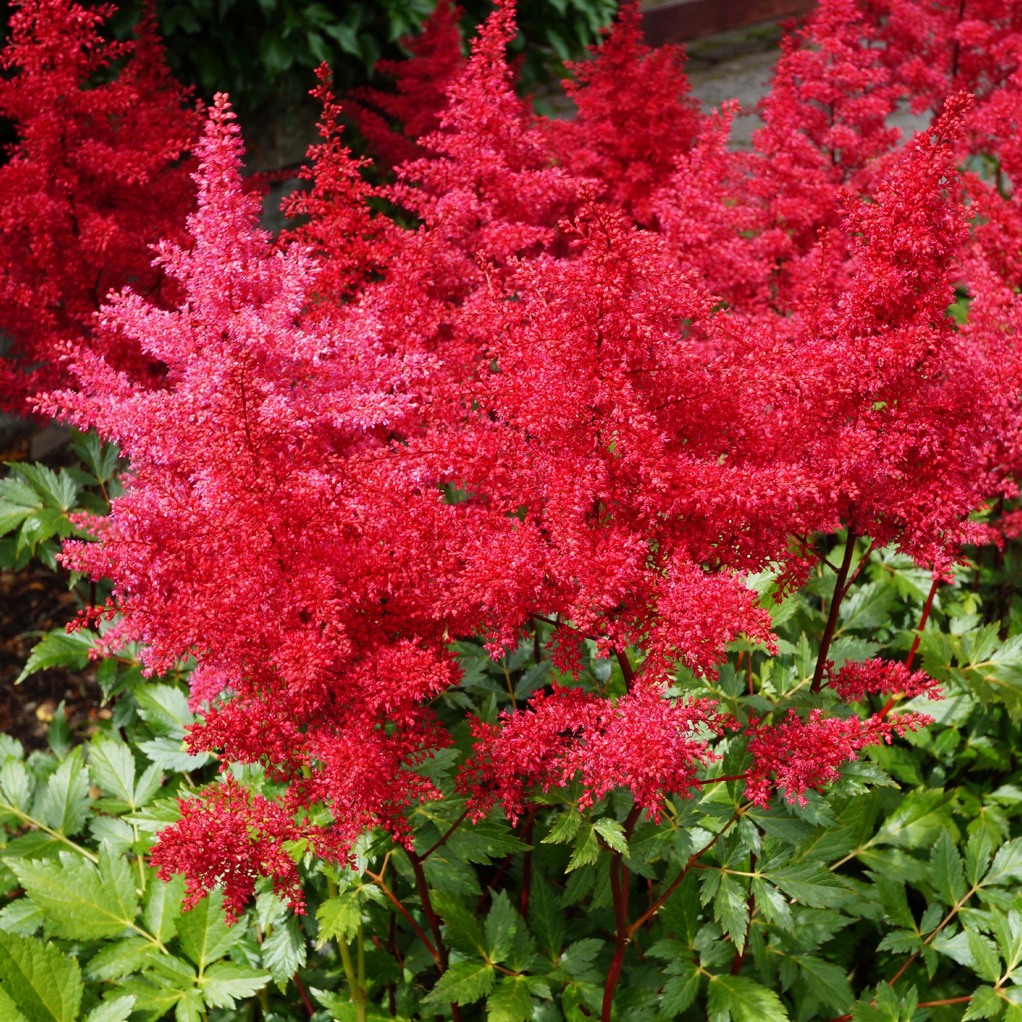 Bakker Plantes d'extérieur Massif 50 vivaces assorties 6m²