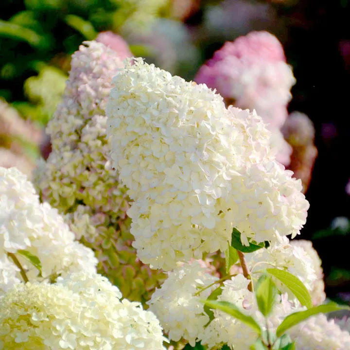 Les Hortensias du Haut Bois Diamantino hortensia paniculata rose