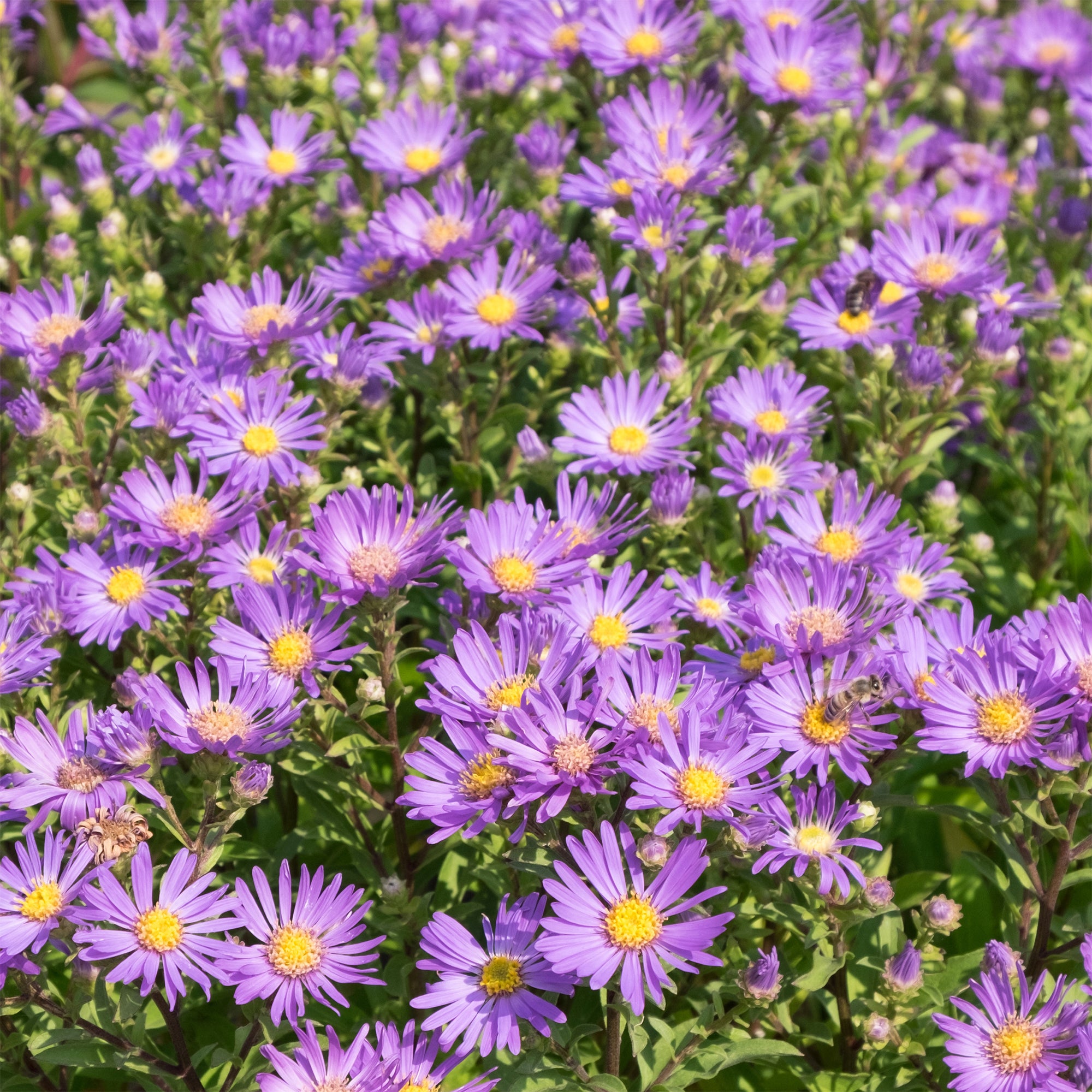 Bakker Aster Violet Queen vivace pot Ø 9cm violet