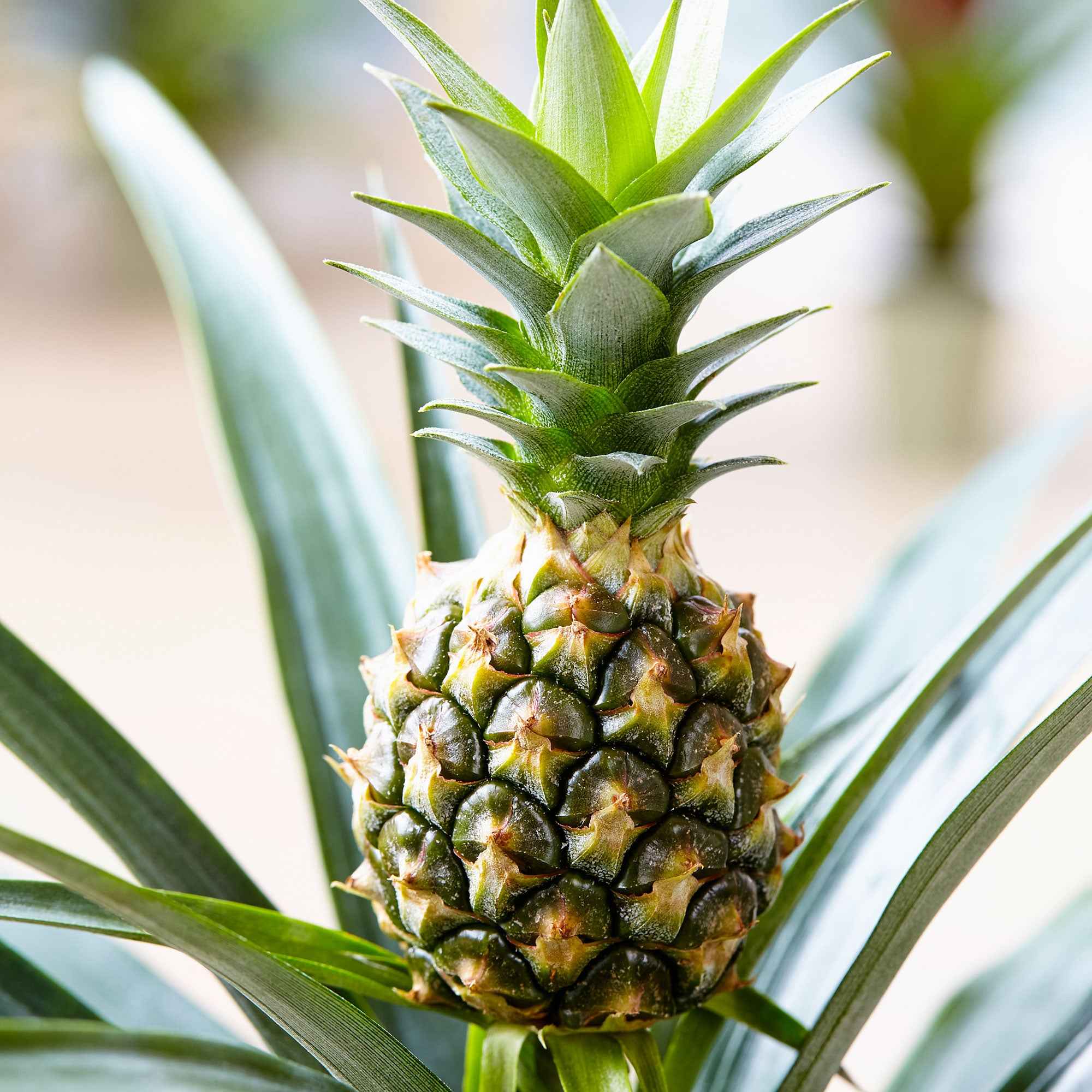 Bakker Ananas comosus plante d'intérieur pot 12cm fruit