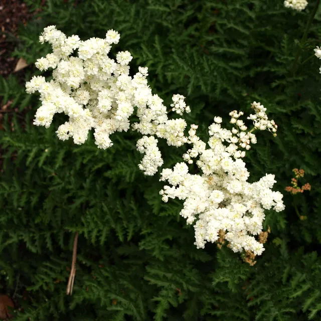 Passion Vivaces Filipendula Plena plante vivace godet blanc crème
