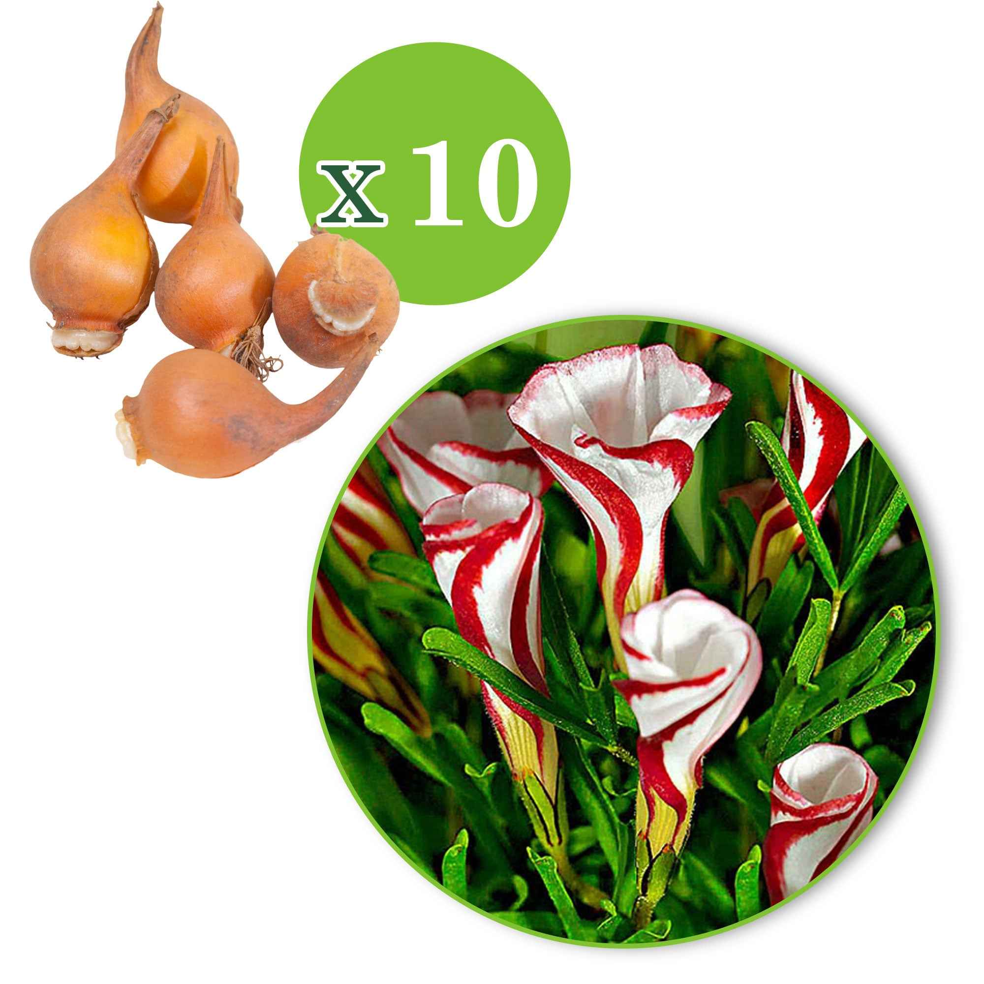 Bakker 10 Oxalis striés bulbes sachet calibre III multicolore