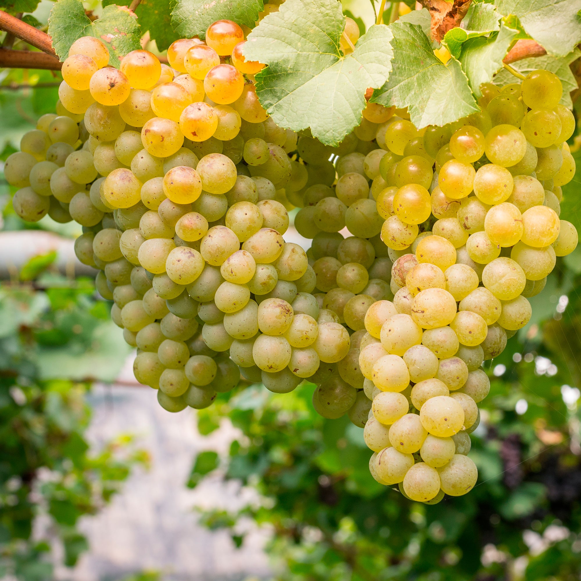 Bakker Vigne Chardonnay fruitier motte 20-40cm
