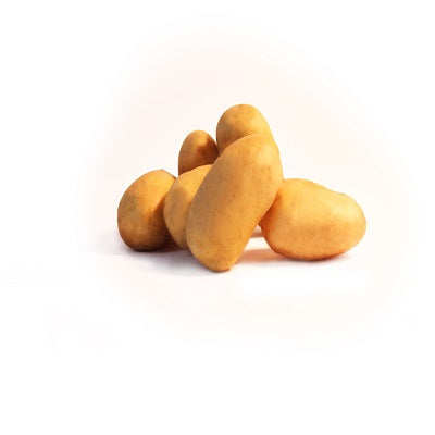 Bakker Blanche pomme de terre 25 plants Ø 28-40 mm chair fondante