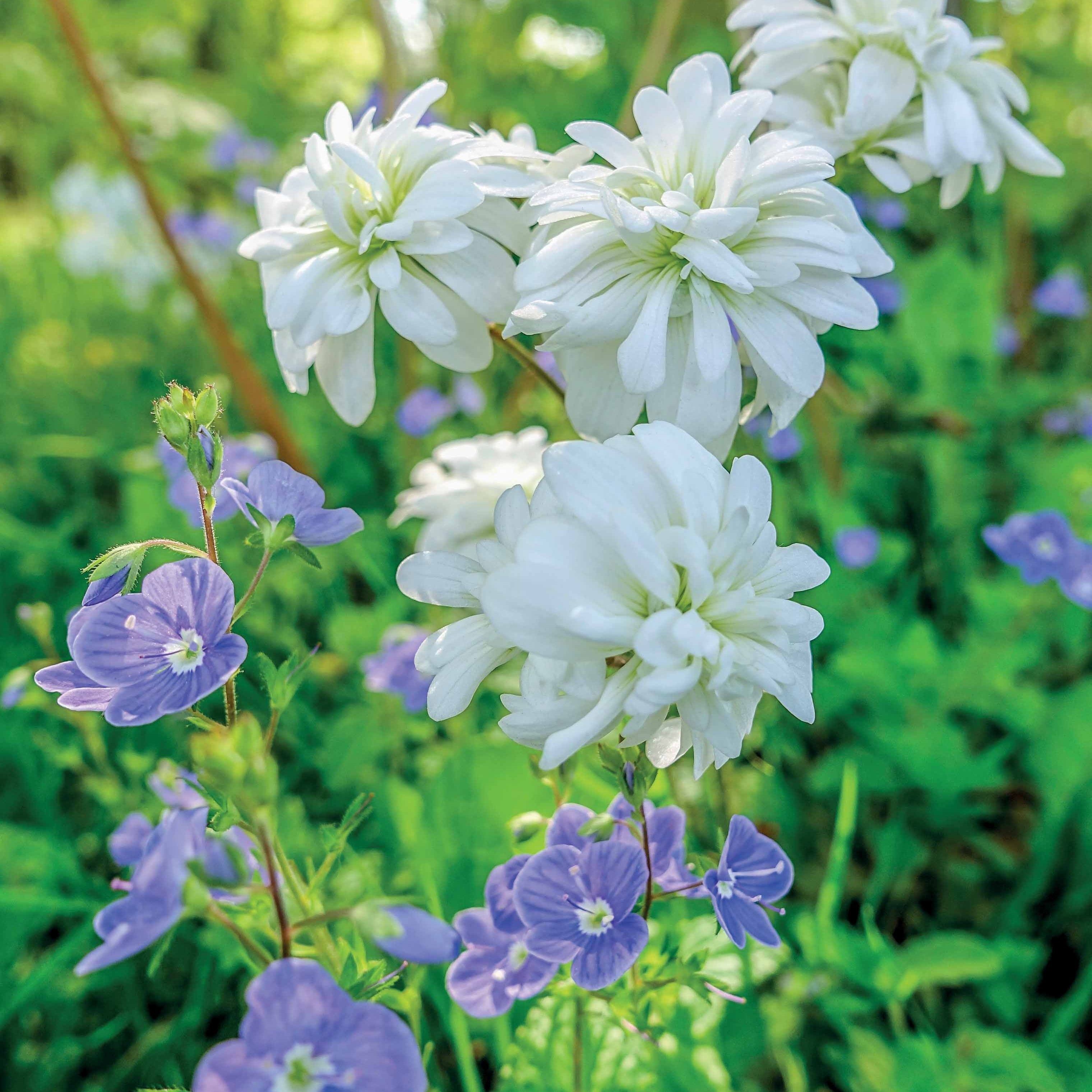 Bakker Saxifrage granulata Flore Pleno vivace 5 blanc