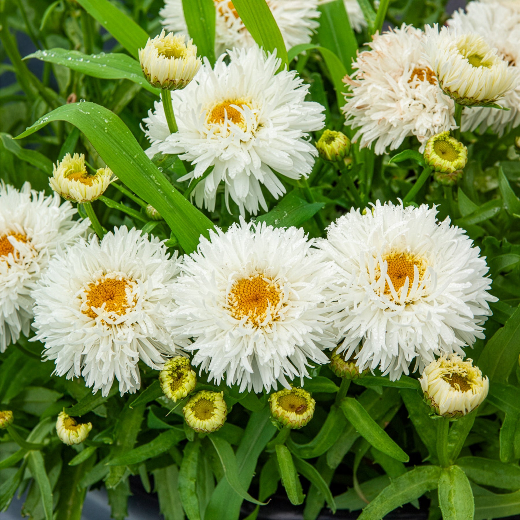 Bakker Marguerite d'été Laspider vivace pot Ø9cm fleurs blanches