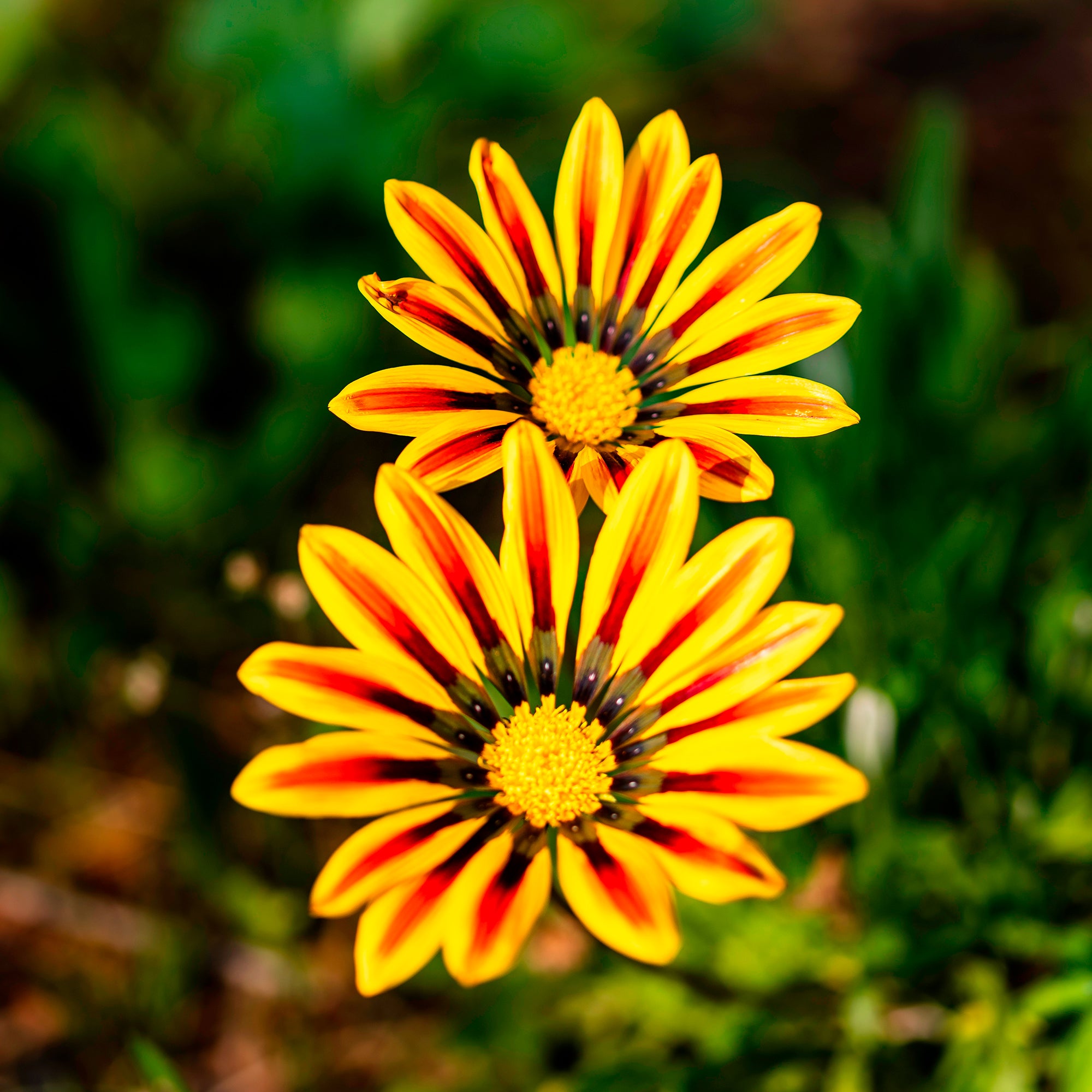 Bakker Gazania Big Kiss Yellow Flame fleur jaune pot Ø10,5cm soleil