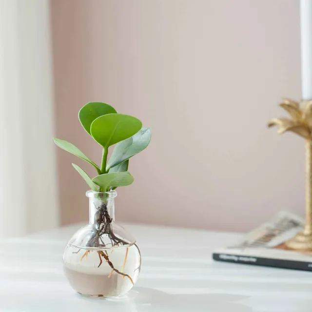 Bakker Clusia Samoa plante intérieure kit vase hydroponique
