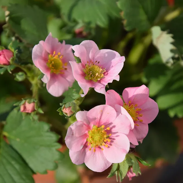 Bakker Fraisier rose Pink Panda fruitier pot Ø 9 cm