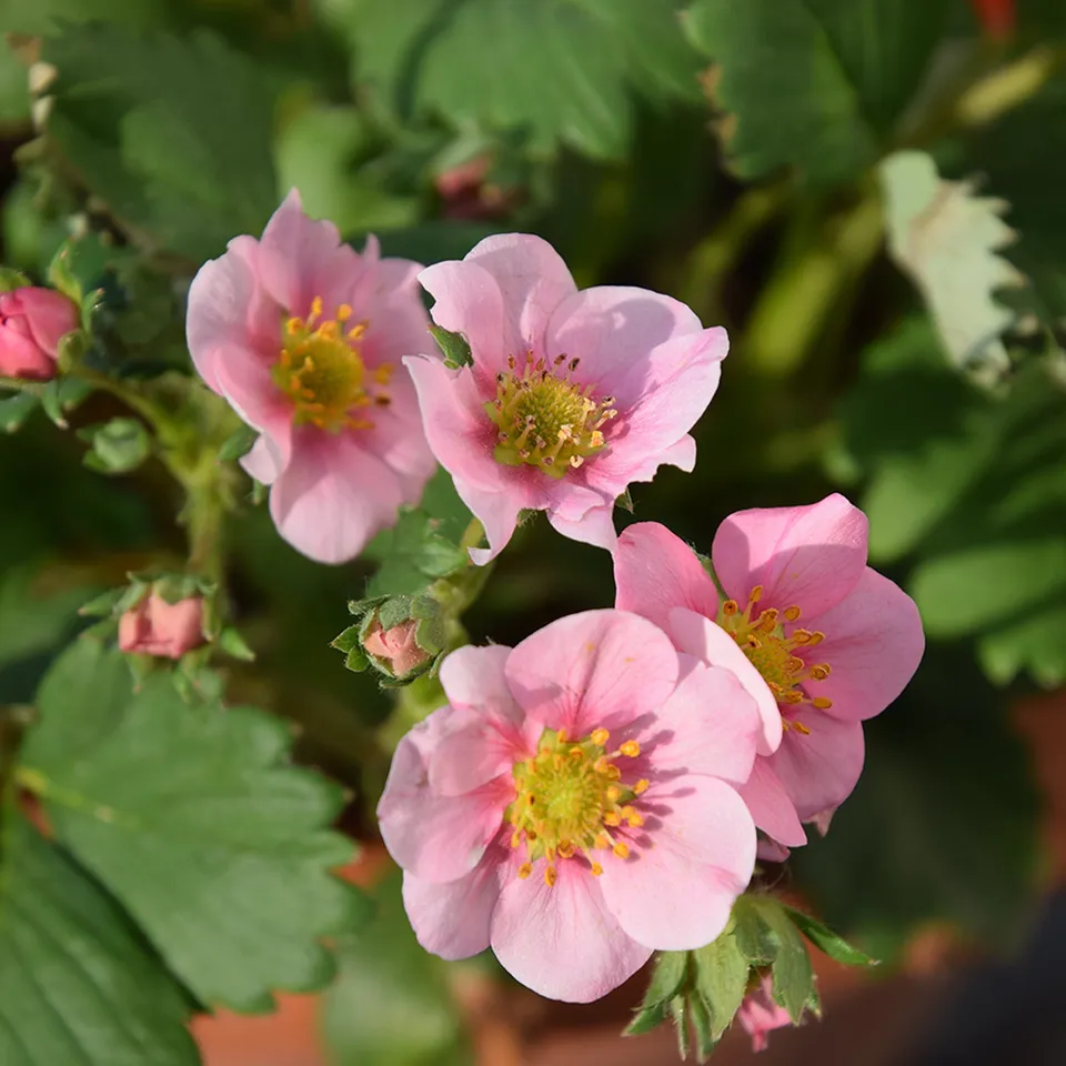 Bakker Fraisier rose Pink Panda fruitier pot Ø 9 cm