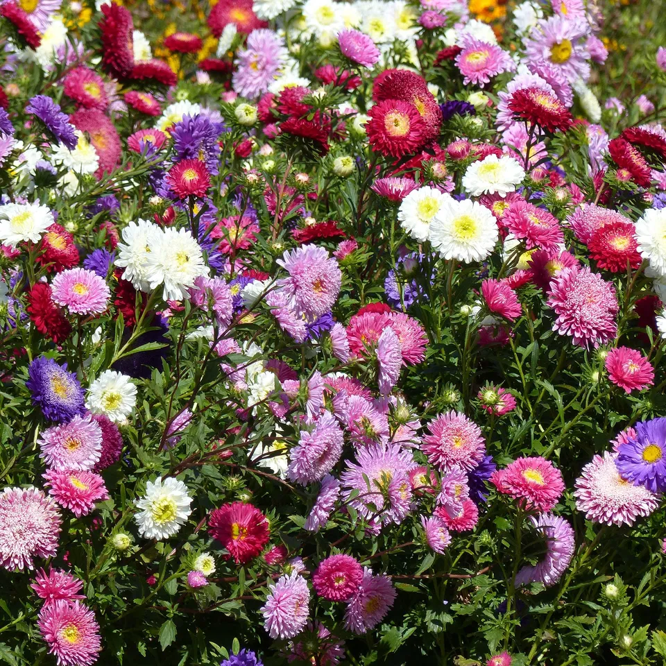 Bakker Reine-marguerite Super Princesse graines sachet 1g mélange