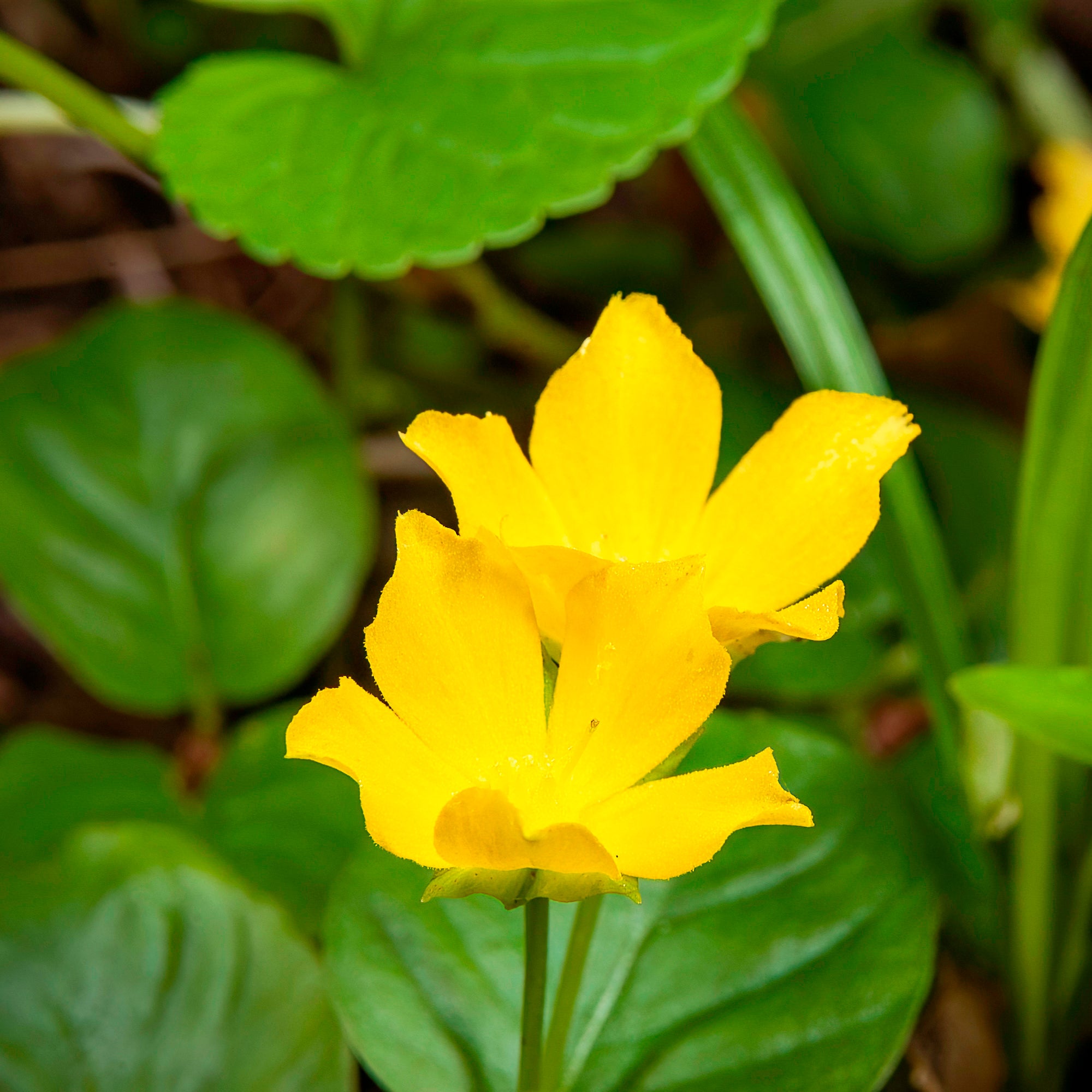 Bakker Lysimaque Nummulaire couvre-sol jaune pot 9cm
