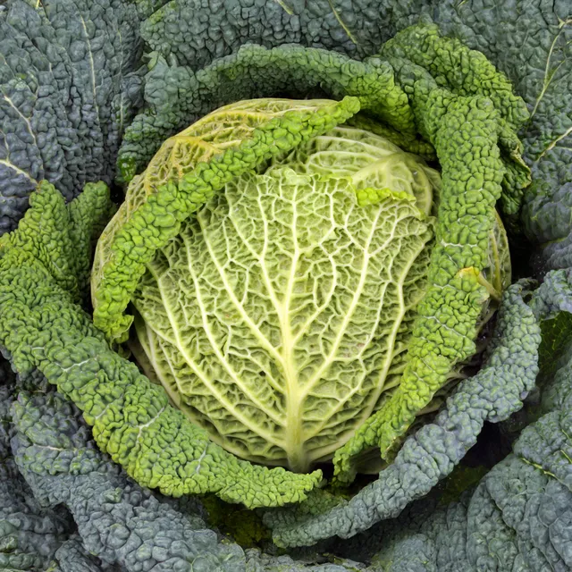 Bakker Chou de Milan Manon F1 plant 6 mottes 7cm potager