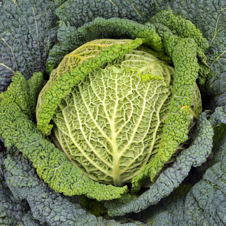 Bakker Chou de Milan Manon F1 plant 6 mottes 7cm potager