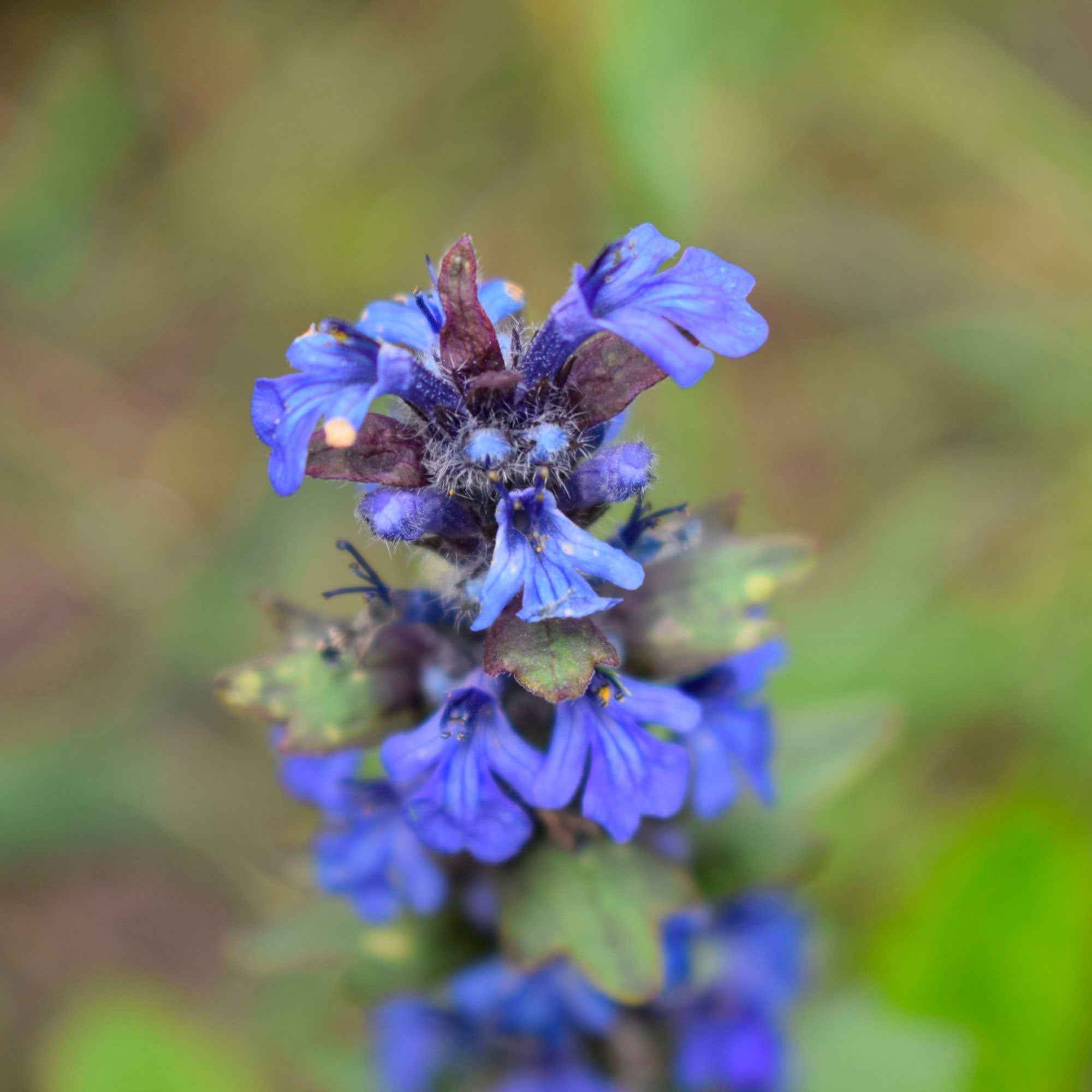 Bakker Sauge des prés violette vivace pot Ø 9 cm