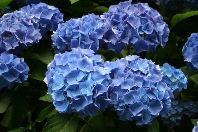 Les Hortensias du Haut Bois Favorite hortensia macrophylla rondes
