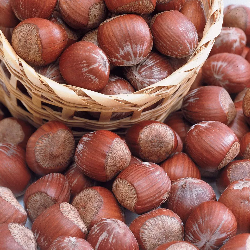 Bakker Fruitiers Noisetier Rote Zellernuss arbuste pot 5L pourpre