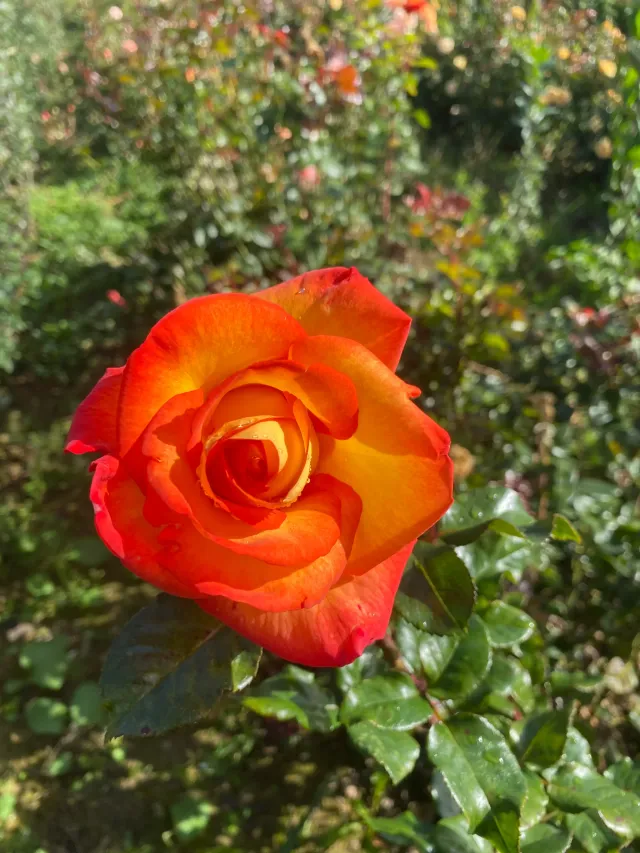 Michel Adam Rosiers buissons MAGDALENA rosier orange vif