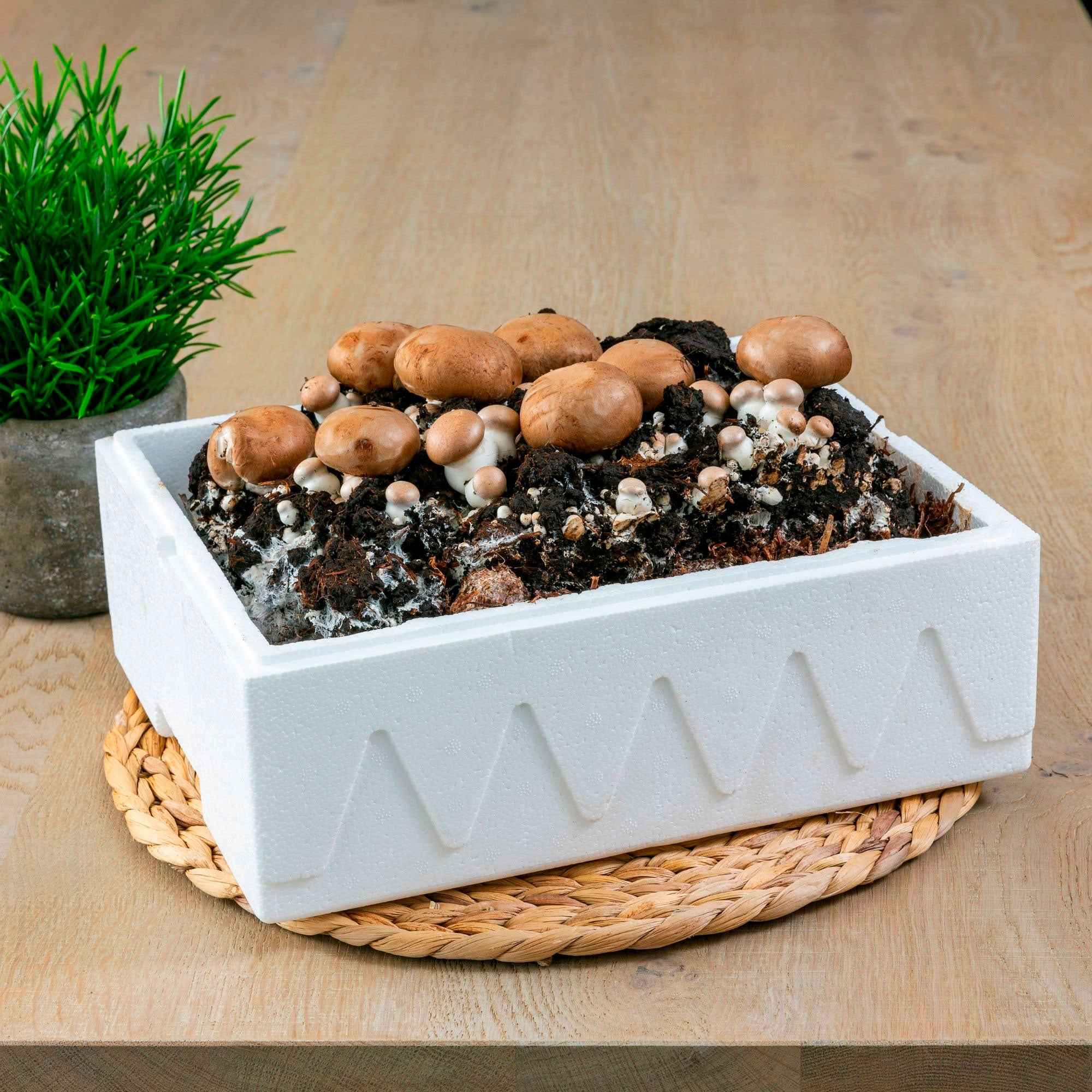 Bakker Kit champignons brun de Paris 7,5 L récolte 3 semaines