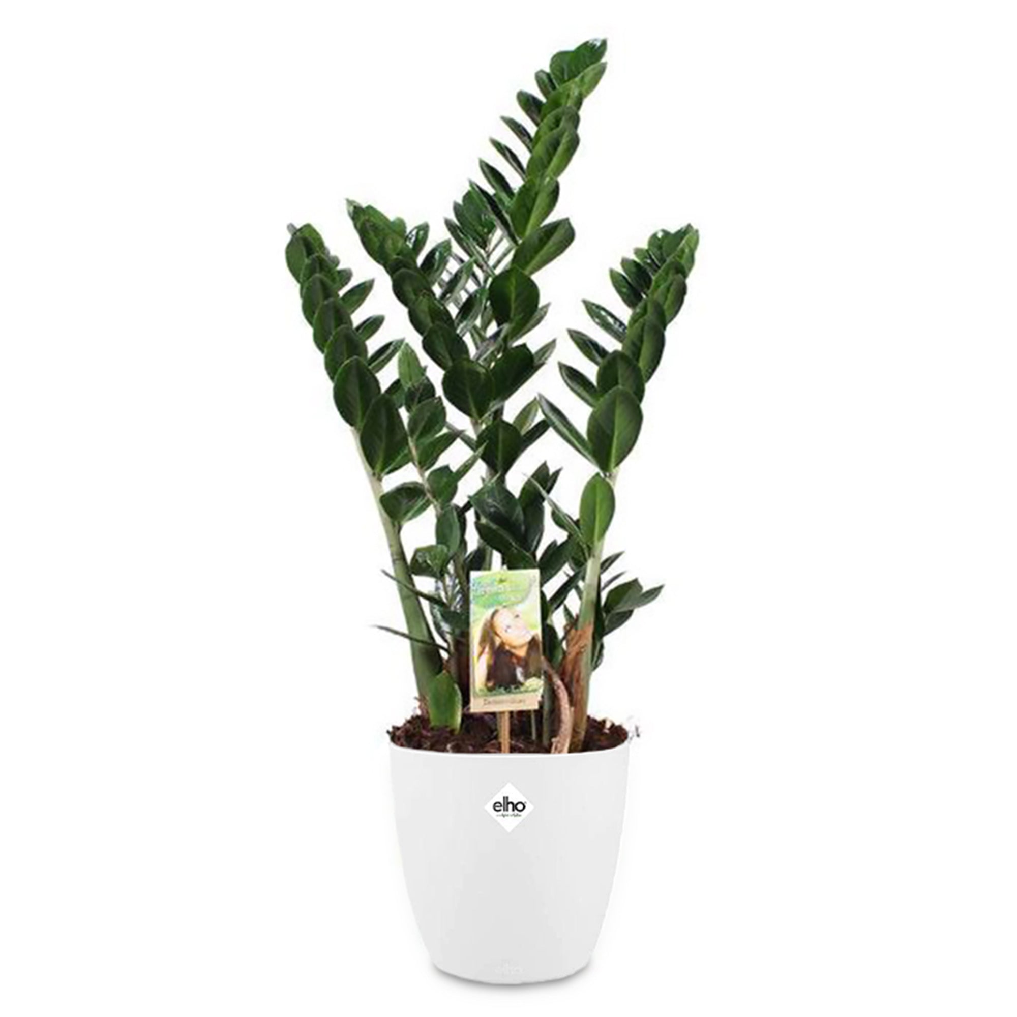 Bakker Zamioculcas plante verte 2 pots Ø13cm cache-pot blanc