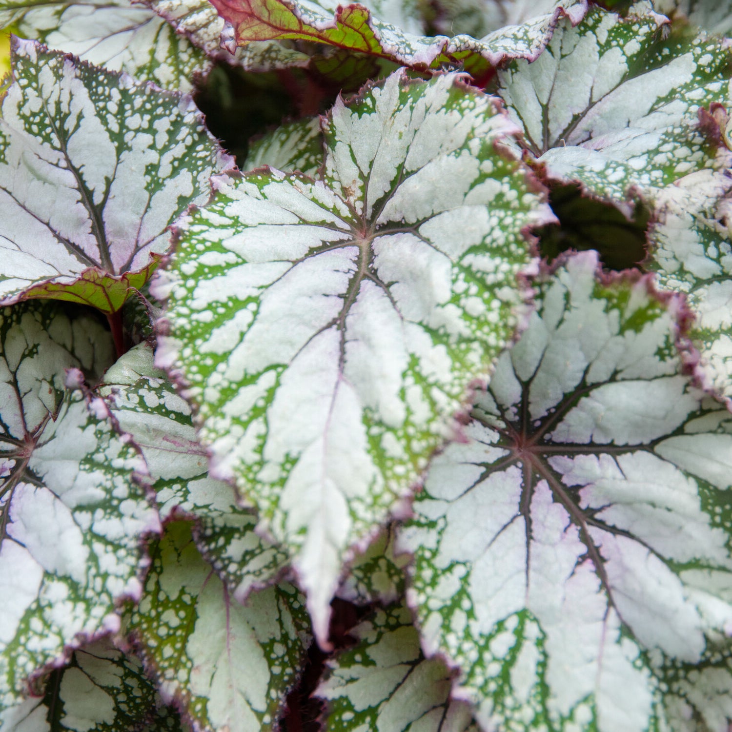 Bakker Bégonia Asian Tundra plante intérieur Ø12 cm