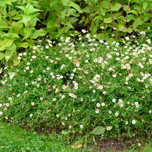 Bakker Erigeron Profusion vivace blanc-rose pot Ø9cm