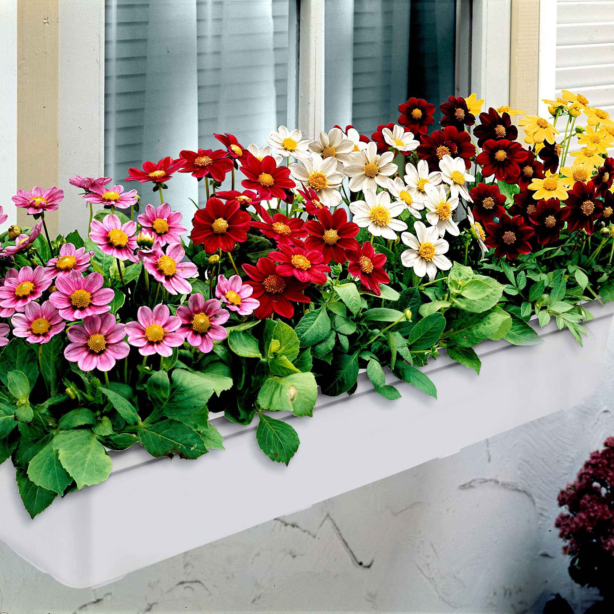 Bakker Dahlia miniature Topmix 5 bulbes mélange compact