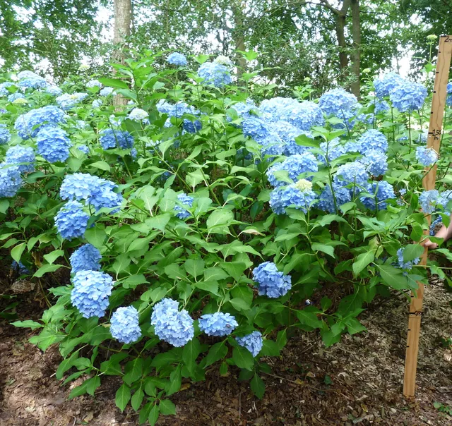 Les Hortensias du Haut Bois Wryneck hortensia rondes