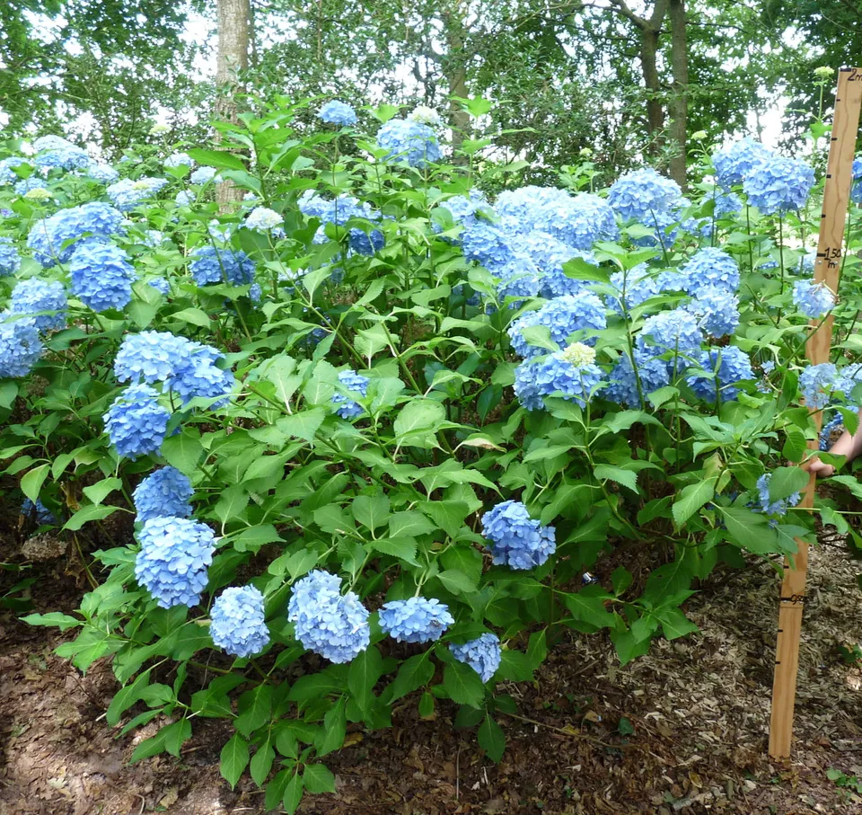 Les Hortensias du Haut Bois Wryneck hortensia rondes