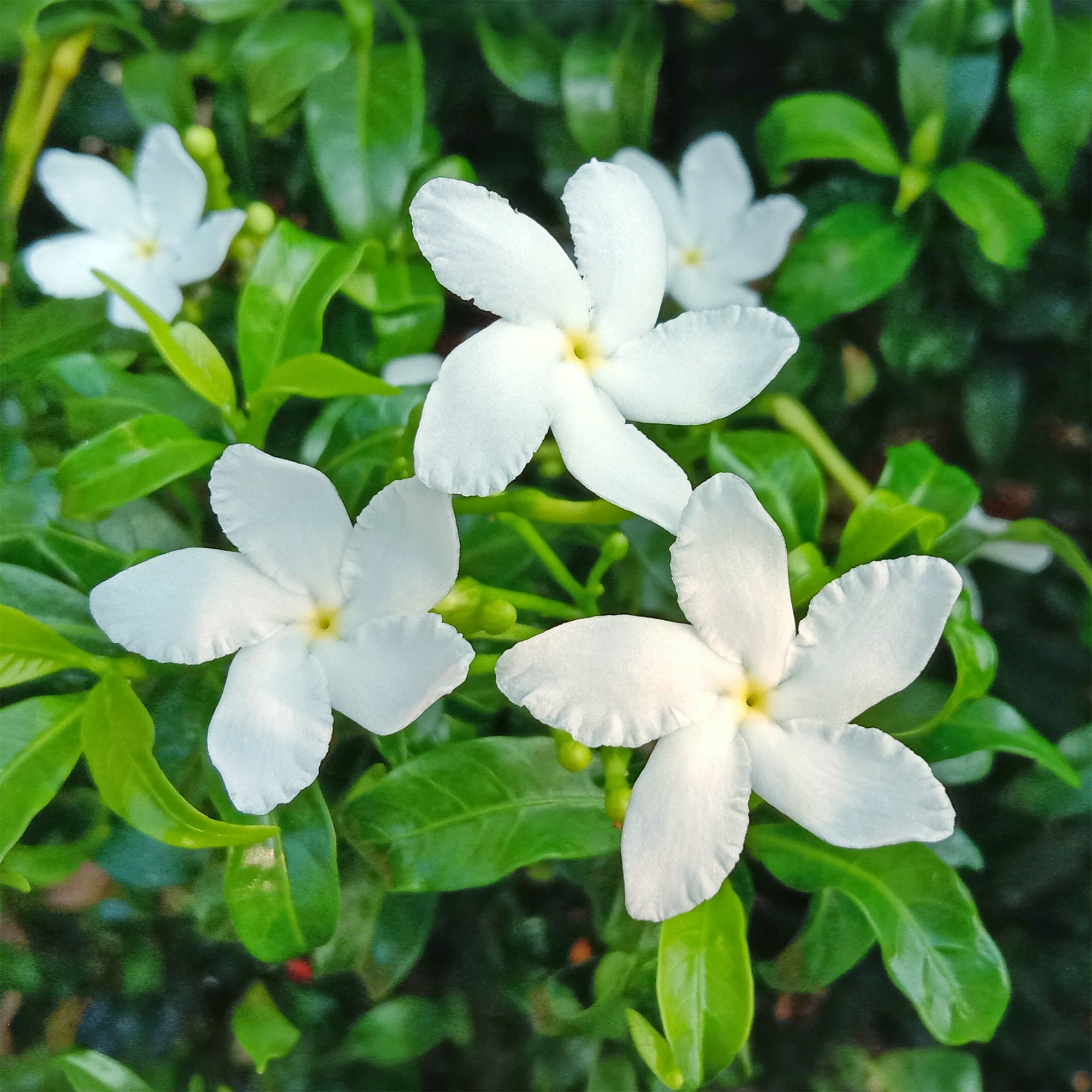 Bakker Jasmin blanc d'hiver pot 2L 40-50cm parfumé