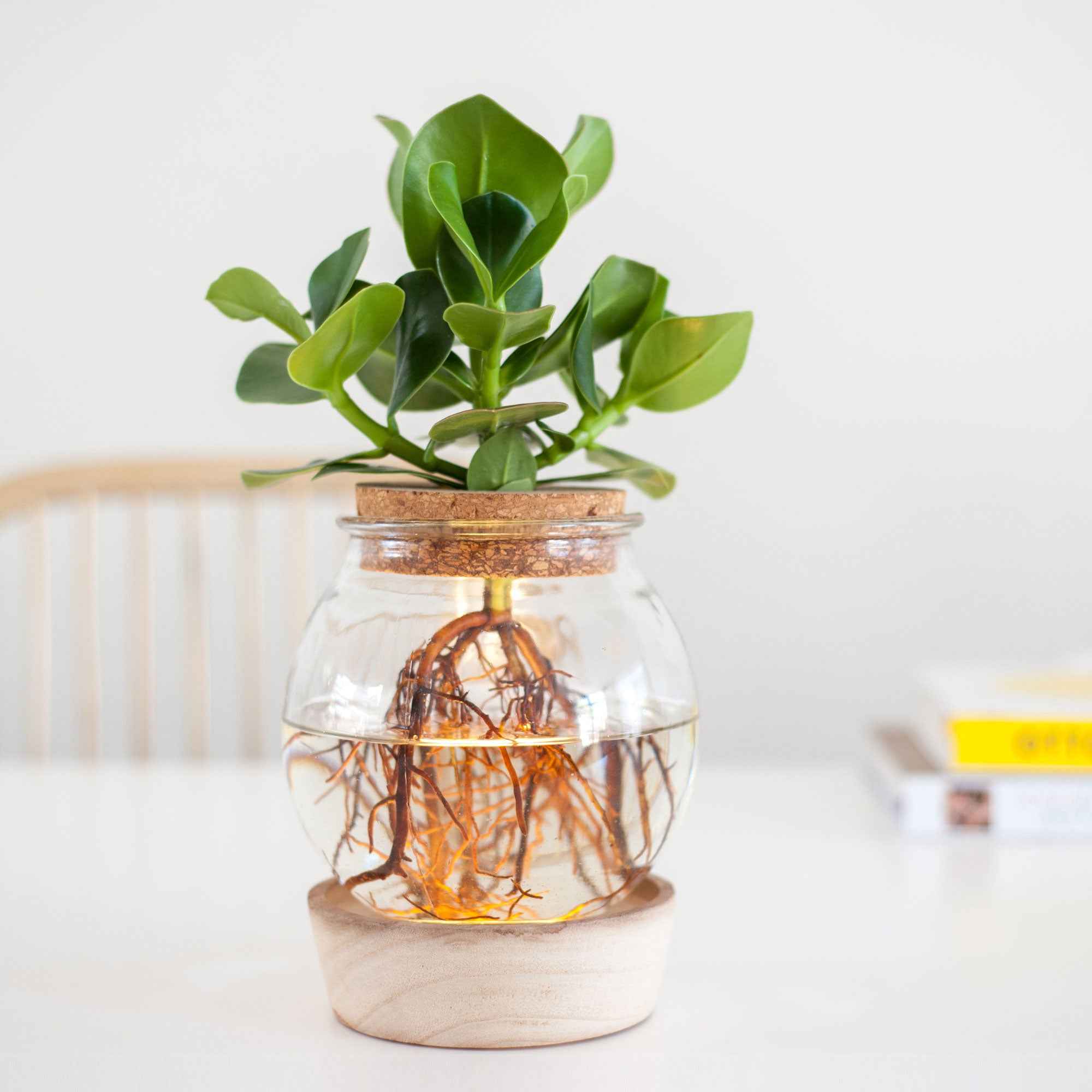 Bakker Clusia Met plante verte kit vase LED