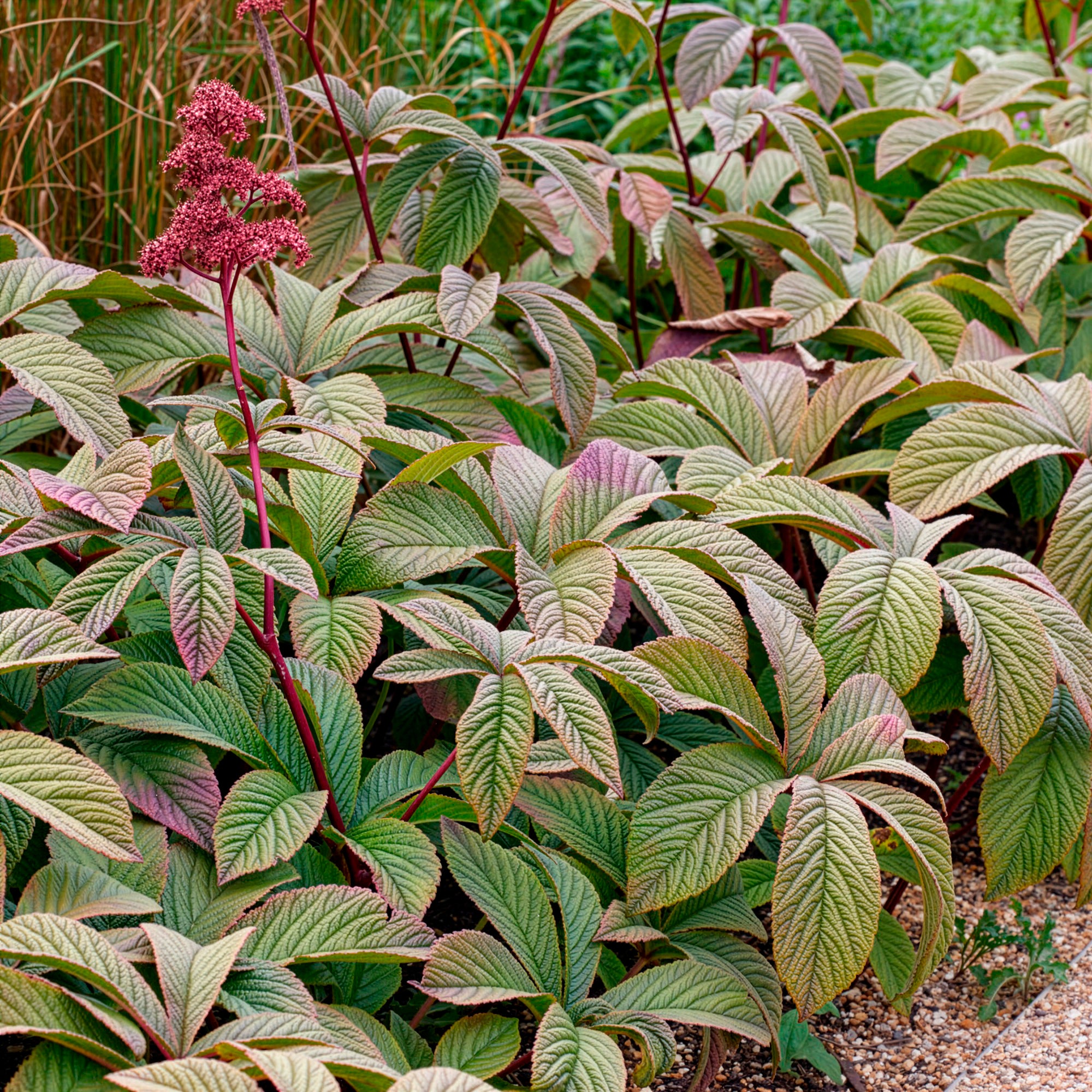 Bakker Plantes vivaces Rodgersia Chocolate Wings fleur pot Ø 9cm