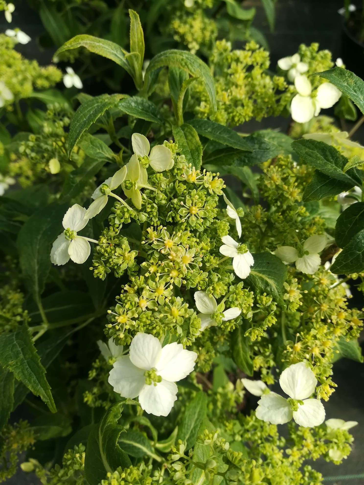 Les Hortensias du Haut Bois Angustipetala hortensia godet rare