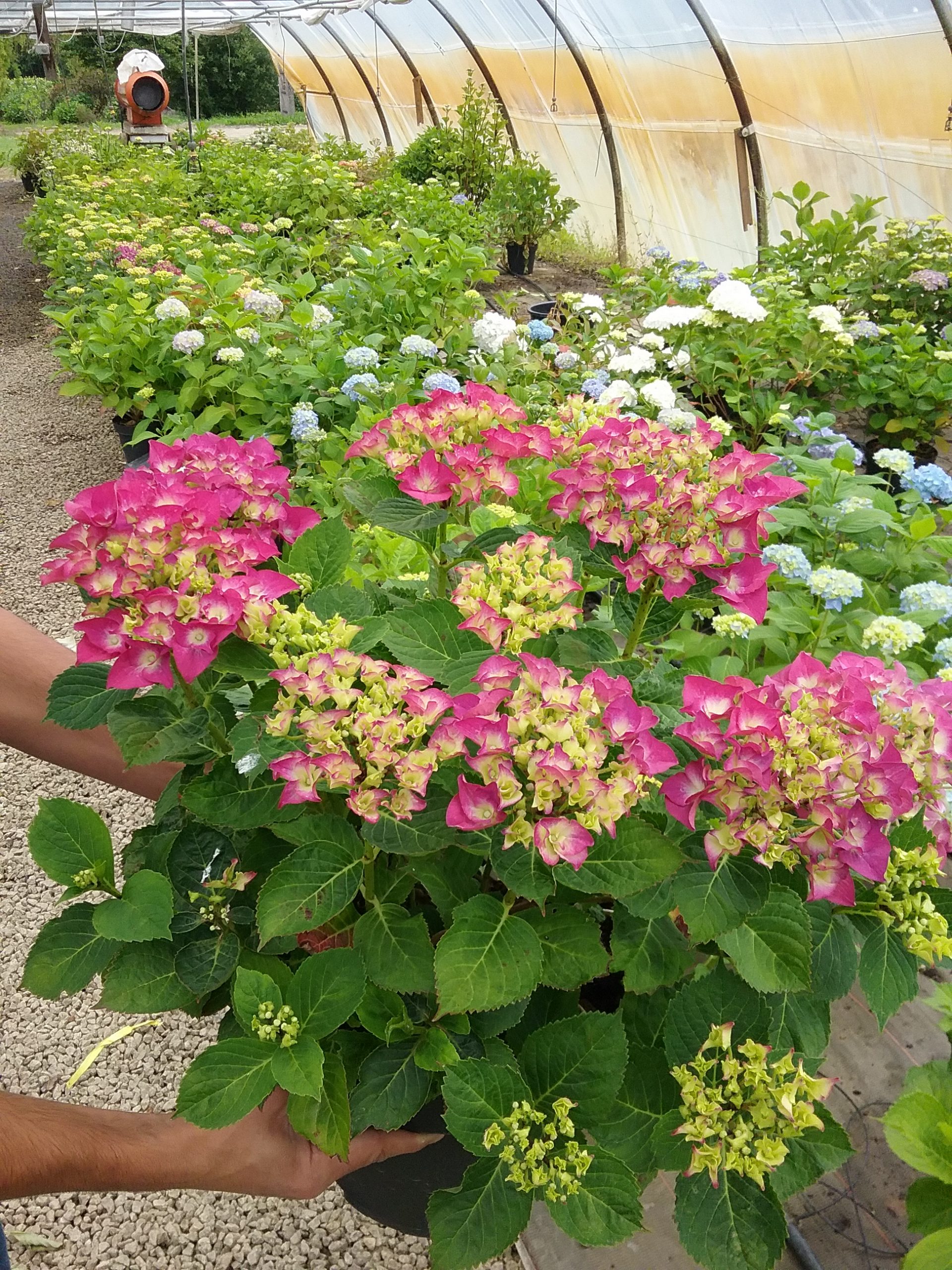 Hortensias du Haut Bois Chaperon Rouge hortensia boule rouge