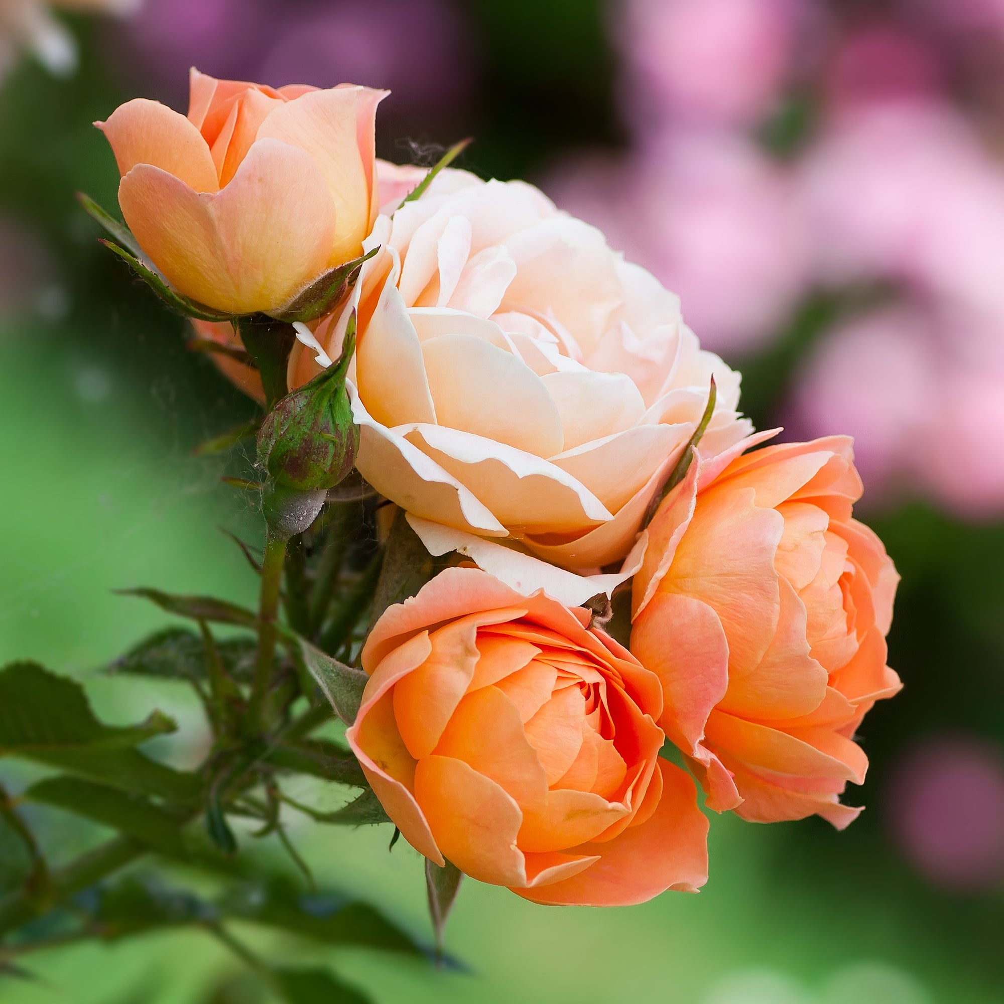 Bakker Rosiers Sweet Dream rosier pot 3L orange