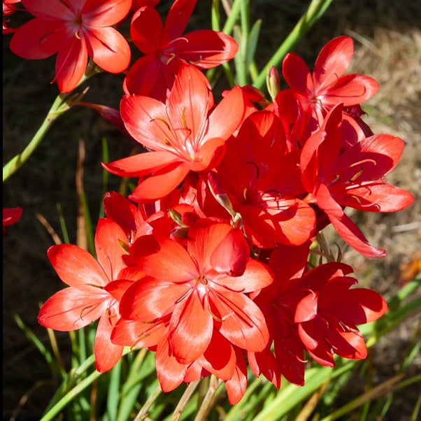 Bakker Lys des cafres Major plante de bassin pot Ø9cm fleur rouge