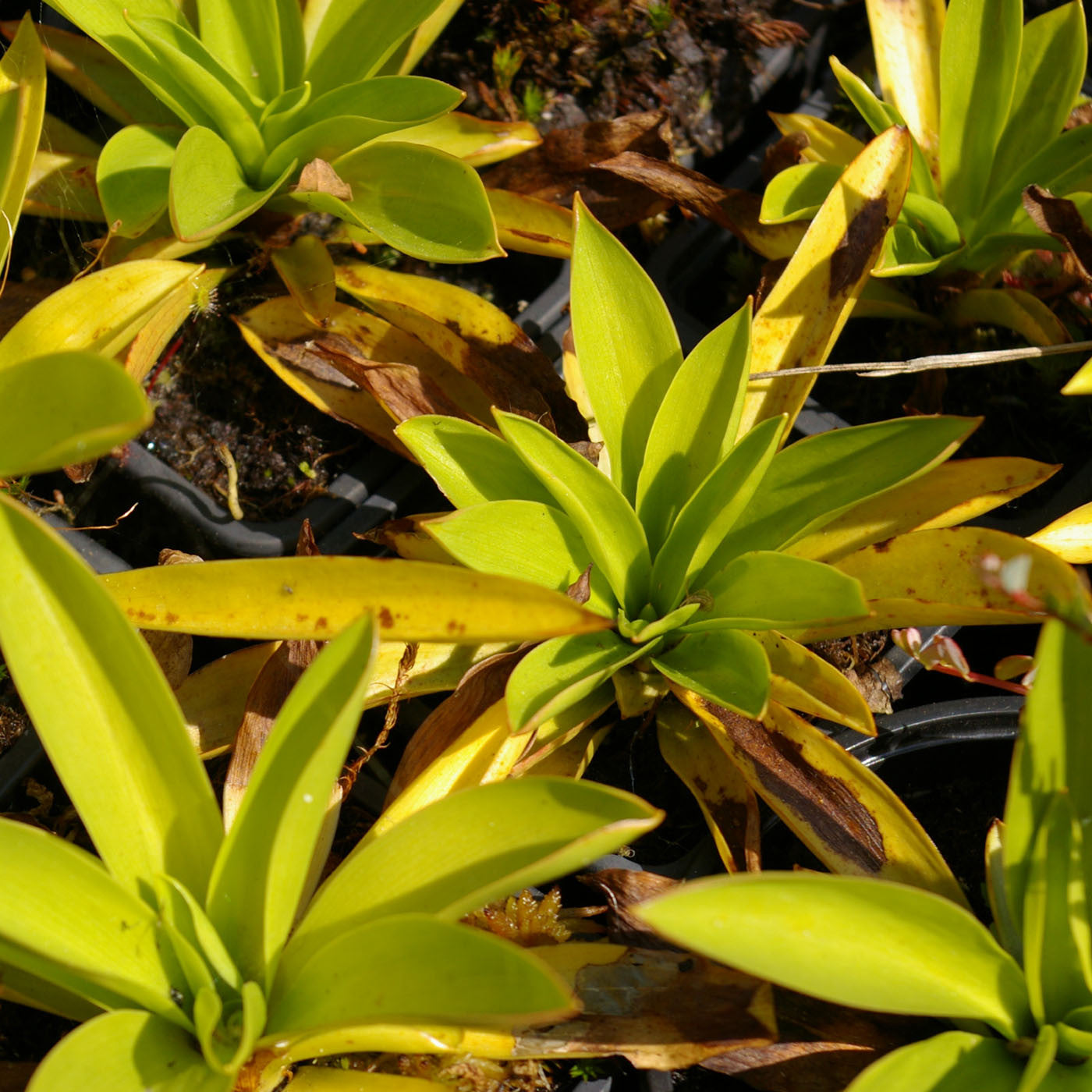 Carniflore Helonias Bullata plante tourbière racines nues