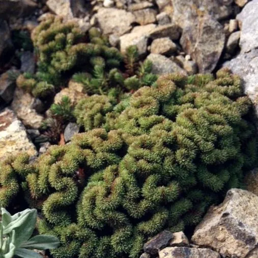 Passion Vivaces Sedum reflexum Cristatum orpin pot 1 litre